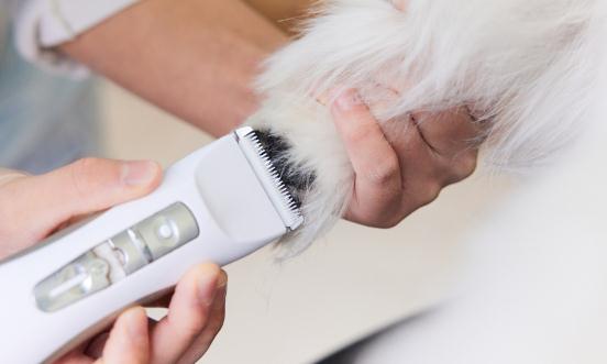 2023宠物电器行业市场未来发展趋势预测