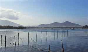 娃娃鱼价格大跌 每斤从1000多元到20元 有人曾靠它年入百万