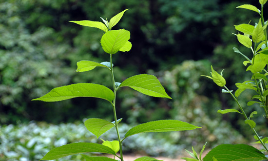 杜仲在国内外有着巨大的市场前景 杜仲行业市场发展现状分析2023