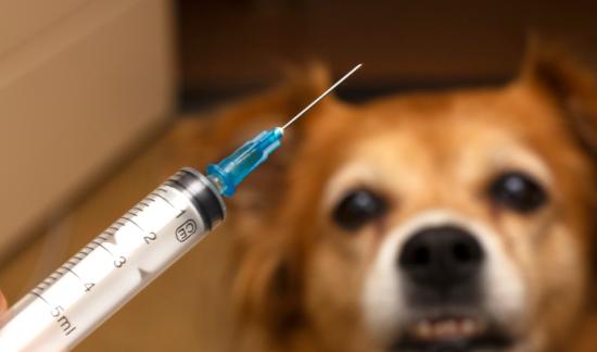 宠物赛道正在迎来新一轮风口！2023年中国宠物疫苗行业市场发展现状