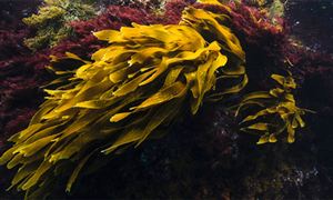 2023海藻提取物行业市场环境及发展前景分析