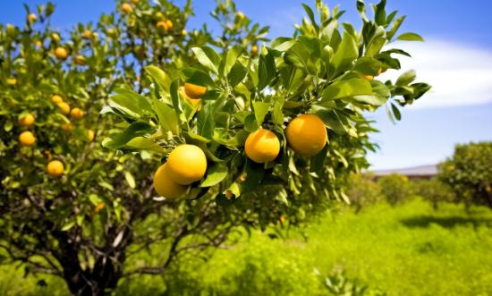 水果种植行业深度分析及进出口市场分析2023