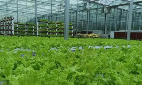 创建国家有机食品生产基地 有机农业行业市场发展现状投资分析