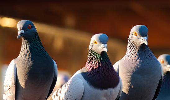 2023年中国肉鸽市场发展现状分析：英德市年产肉鸽4000多万羽，年产值约6亿元