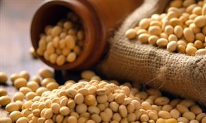 中国大豆行业发展前景 2023大豆行业产量分析