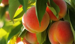 2023年桃子行业市场发展现状分析 全国桃设施种植面积50万亩左右