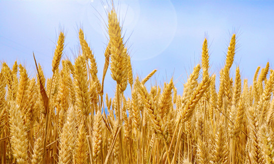 小麦加工行业产业链概况 小麦加工行业未来发展方向