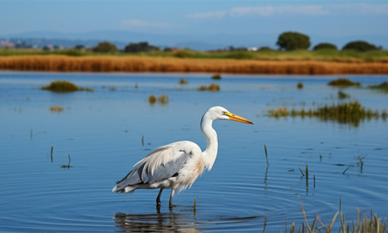 湿地开发行业现状分析：“十四五”以来 北京累计恢复建设湿地1600公顷