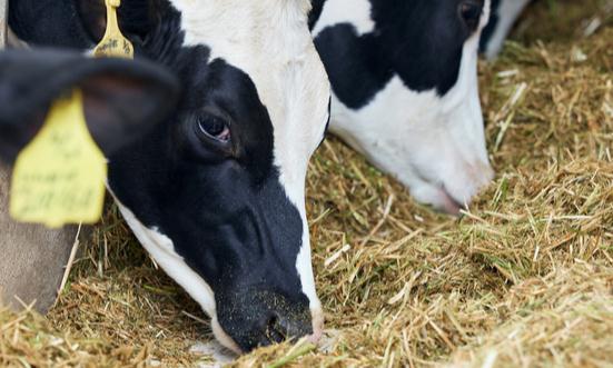 2023牧业饲草行业现状及牧业饲草行业前景分析