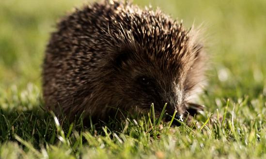 人工饲养刺猬养殖前景广阔 2023年刺猬养殖行业市场发展现状