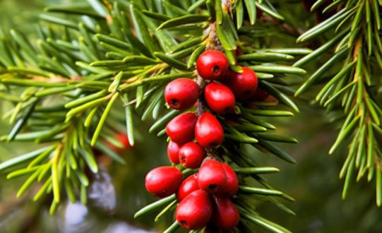 我国红豆杉行业种植面积将达到54.15万亩 2023年中国红豆杉市场发展现状分析