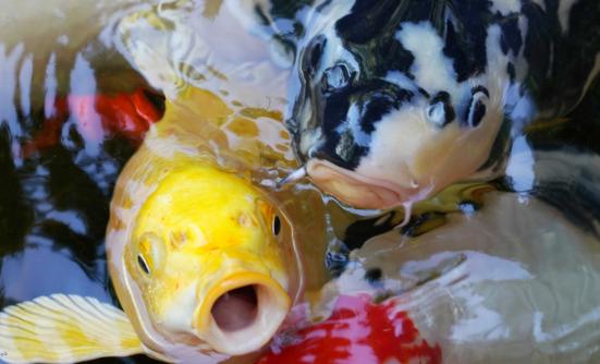 2023年养殖淡水鱼行业发展现状分析