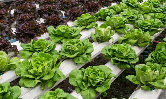 2023年水培蔬菜行业发展状况及市场需求分析