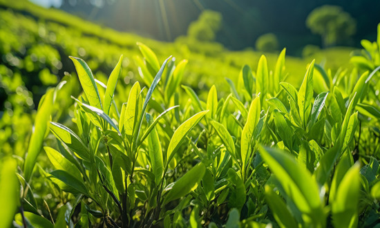 茶叶提取物行业发展机遇分析2023