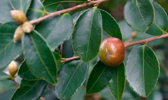 茶油行业市场现状及供需分析 我国茶油产量不断增加