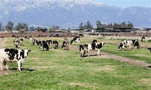 2023年中国优质牧草行业供需分析及发展前景研究报告