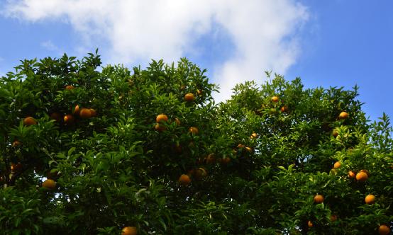 柑橘产业发展现状调研 柑橘种植及进出口情况分析