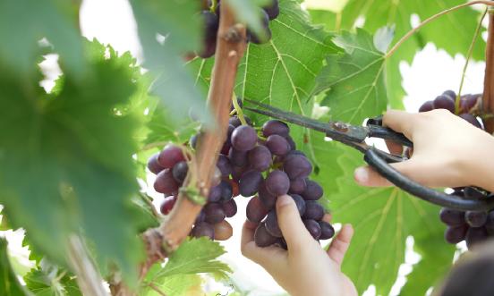 葡萄产业调研 葡萄汁进出口情况分析