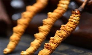 冬虫夏草行业现状分析：前三季度青海冬虫夏草出口量同比增长76.3%