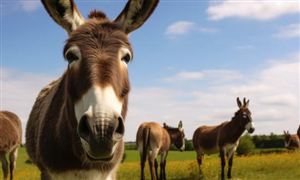 驴养殖行业研究报告2024：驴养殖行业发展前景现状分析