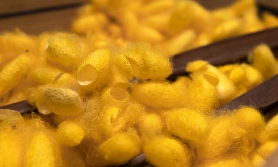 昆虫蛋白行业发展现状及市场竞争格局分析2023