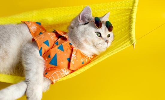 2023宠物服饰行业未来发展趋势及前景分析