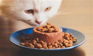 中国宠物罐头市场现状及发展方向分析