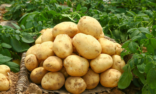 土豆行业产量、种植面积及前景趋势分析