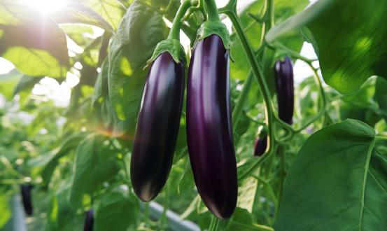 茄子种植行业全景调研2023