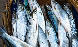 淡水养殖产业发展机遇分析2023