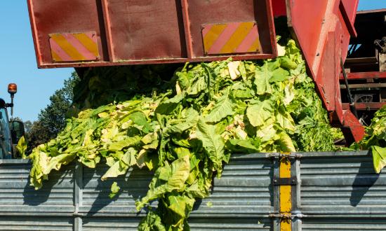 2023中国烟草物流行业发展调研 中国烟草物流行业市场规模分析