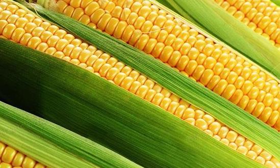 大力培育甜玉米种植 2023甜玉米行业发展分析及市场需求