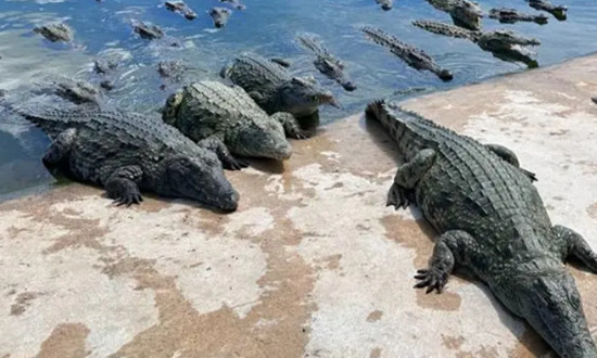 鳄鱼养殖市场现状机遇分析2023