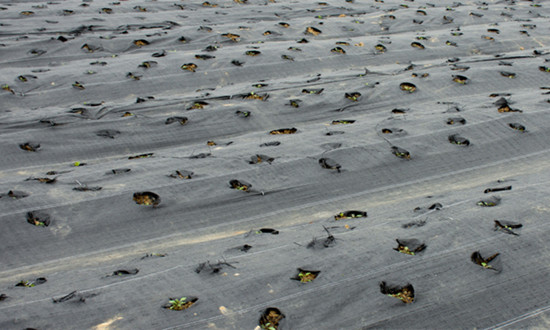 农用塑料行业市场需求及未来发展趋势分析