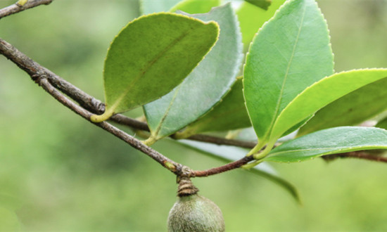 茶油行业供需格局及市场前景研究分析