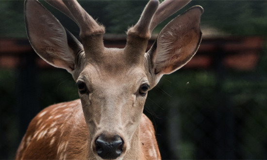 鹿茸养殖行业市场环境及发展前景分析