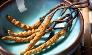 冬虫夏草行业市场有多大?冬虫夏草行业市场深度分析