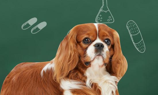 中国宠物医药企业品牌发展状况 宠物医药行业消费情况分析