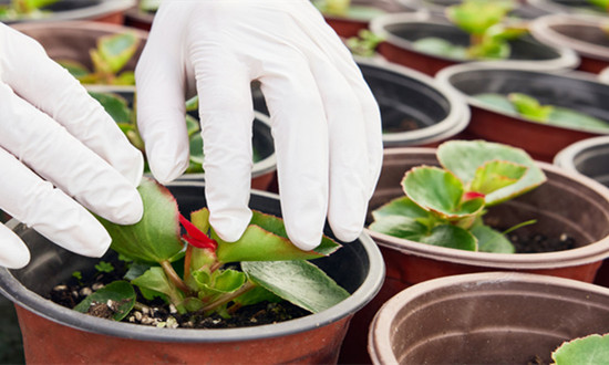 2023苗木行业预测 苗木产业至少有3年的调整期