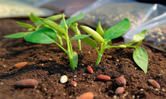 种业企业呈现良好发展势头 农作物种子行业前景研究分析