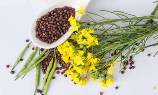 油菜籽行业现状 2023油菜籽行业市场价格分析