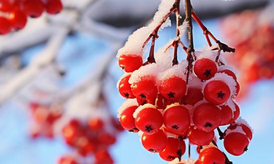 第三代水果行业发展趋势及现状分析2024