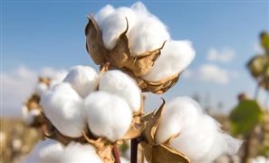 棉花行业发展前景如何 国内棉花行业市场分析
