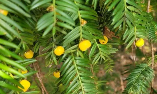 红豆杉市场发展趋势及机遇深度调研分析2023