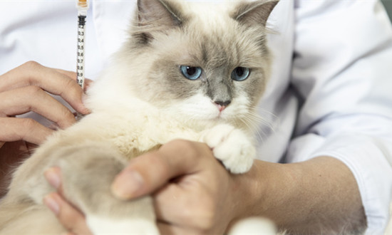 宠物医疗器械行业市场竞争及发展前景分析