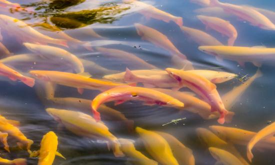 2024养殖淡水鱼行业市场前景及现状分析