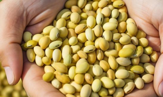 大豆种植行业市场需求大：大豆产量持续增长仍需进口   