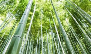 竹子行业发展前景：到2035年中国竹产业总产值将超过1万亿元