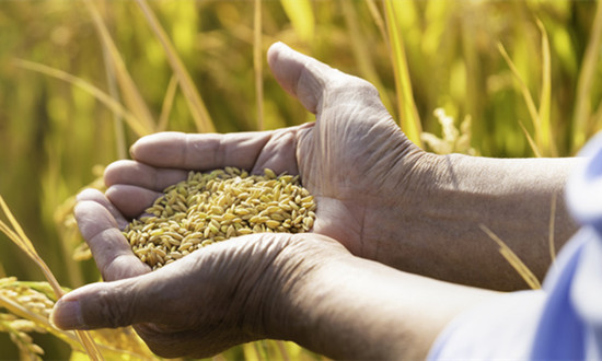 高素质农民队伍结构持续改善 职业农民培训行业市场前瞻分析