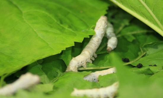 我国柞蚕茧产量占世界总产量的90%以上      桑蚕养殖行业前景分析